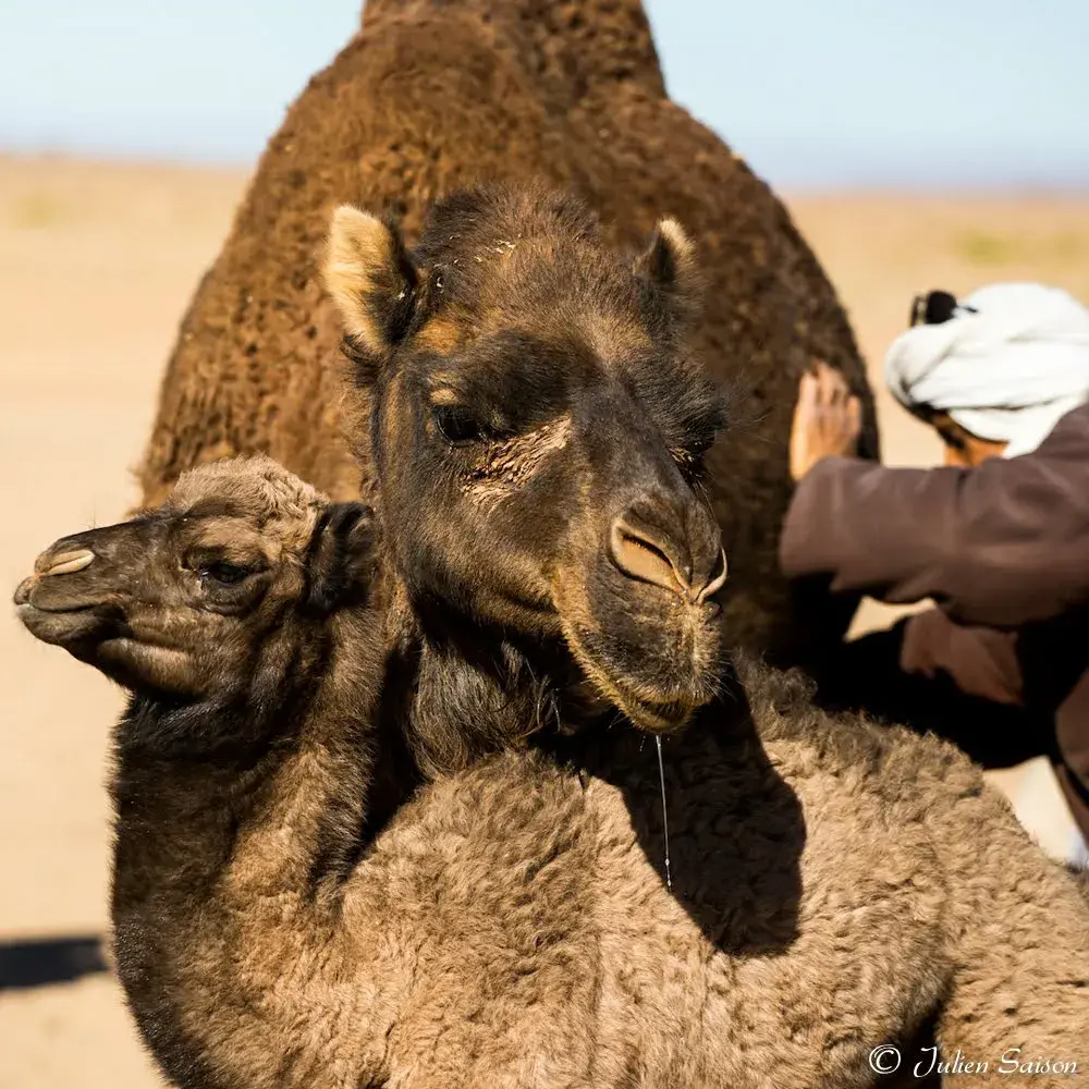 Camel and calf during a local desert encounter