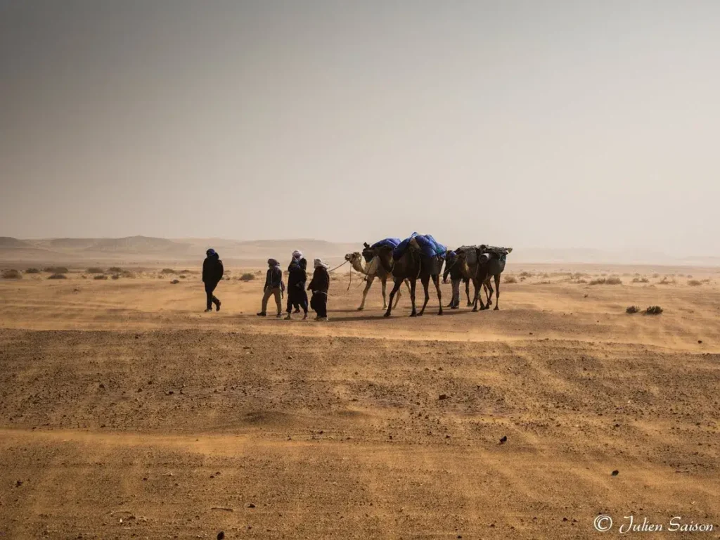 Camel caravan crossing the open Sahara with local guides