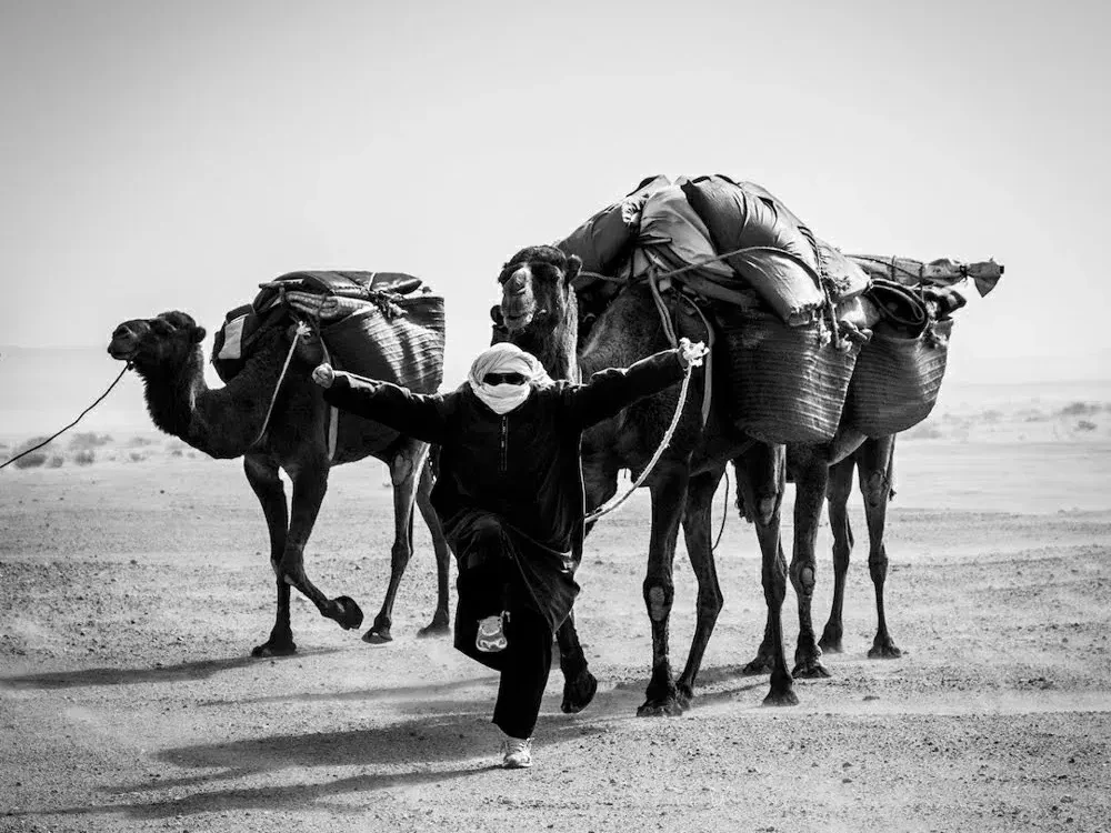 Local caravan guide leading loaded camels across open desert