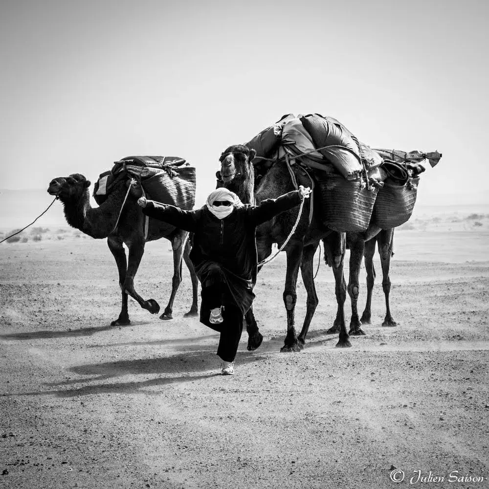 Local caravan guide leading loaded camels across open desert