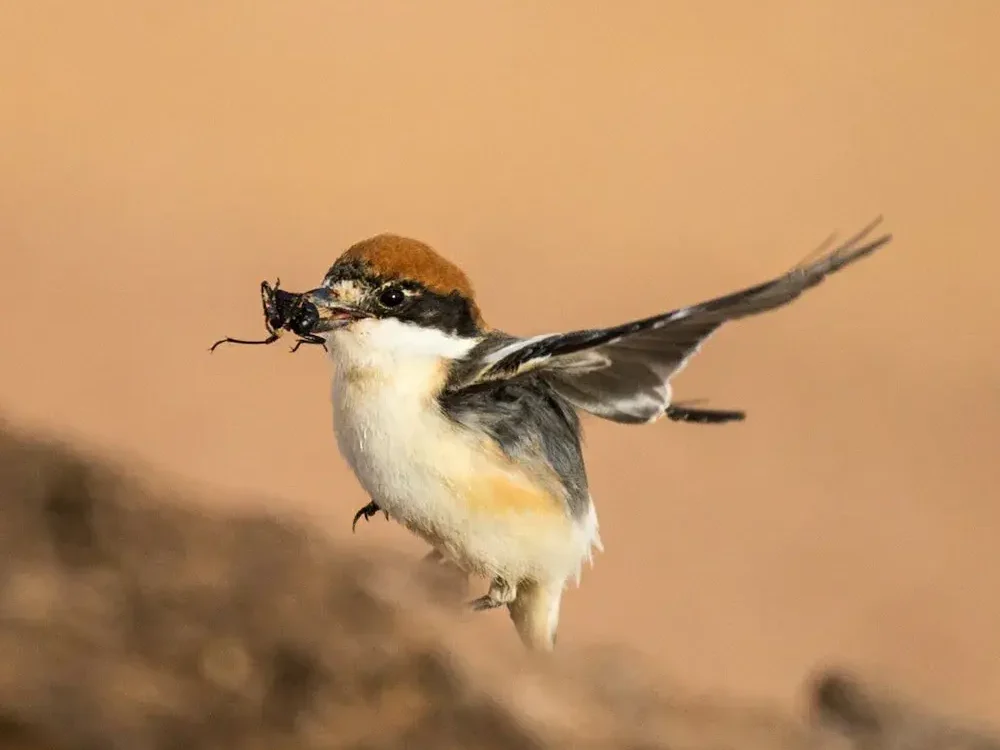 Small desert bird in flight in southern Morocco