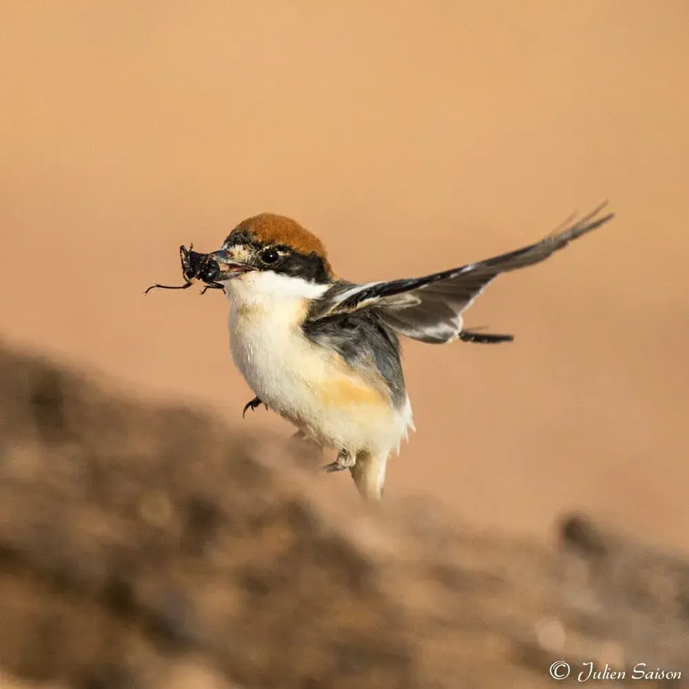 Small desert bird in flight in southern Morocco