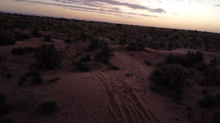 Low dunes and desert scrub at first light in southern Morocco